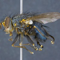 Tachinidae sp.