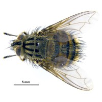 Protohystricia sp.